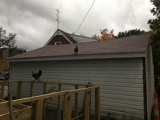 chickens